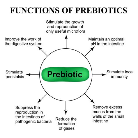 Prebiotics: What Are They, and What Are the Best Prebiotic Foods? - Farmers' Almanac