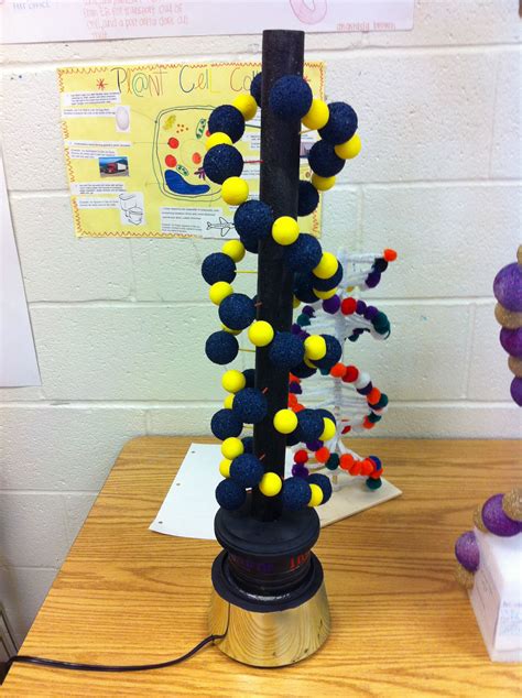 Dna Model Project Images
