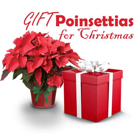 Poinsettias and Christmas – hariththarang