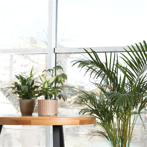 Gardening Mistakes to Avoid That Harm Your Plants – Ecofynd