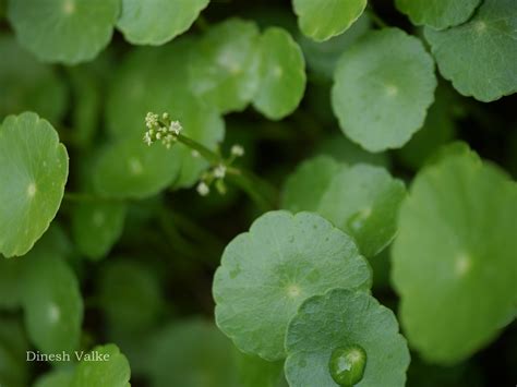 India Flora Online