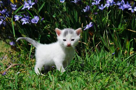 Keep your cat safe: Avoid these toxic plants and flowers | FirstVet