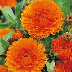 Creative Farmer Flower Seeds : Ruddles Orange Flower Seeds - Kitchen ...