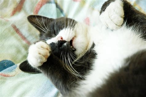 Image result for Cat Coding at Computer Pic
