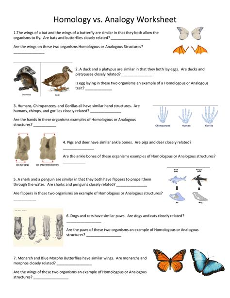 Homology vs. Analogy Worksheet | Slides Animal Biology | Docsity