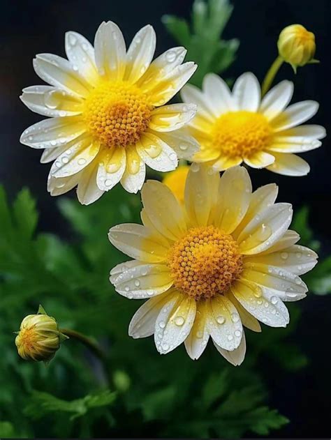 Daisy Love: Beautiful Yellow and White Flowers