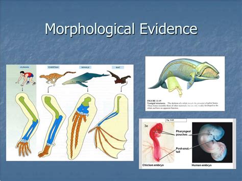 Evolution Map 的图像结果