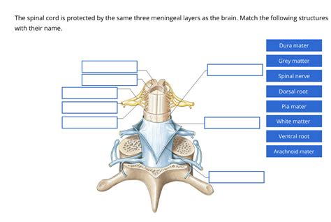 Solved The spinal cord is protected by the same three | Chegg.com