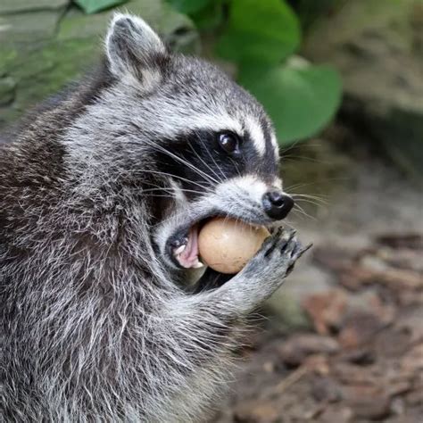 Image result for Turtle Color