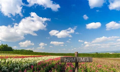 Farm Tomita, Shirogane Blue Pond, and Ningle Terrace Join In One Day ...