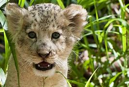 Image result for Lion Baby Animal Desktop