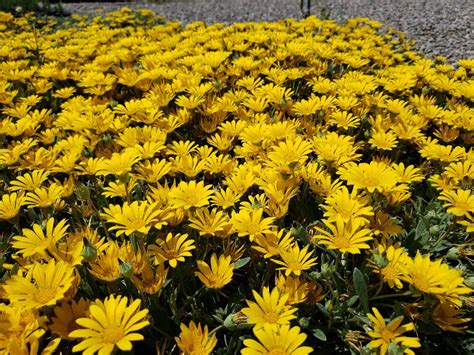 Gazania rigens 'Sun Gold' (Sun Gold Gazania) - Mountain States Wholesale Nursery