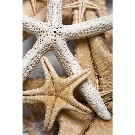 Different Starfish Canvas Painting Synthetic Frame – ArtzFolio.com