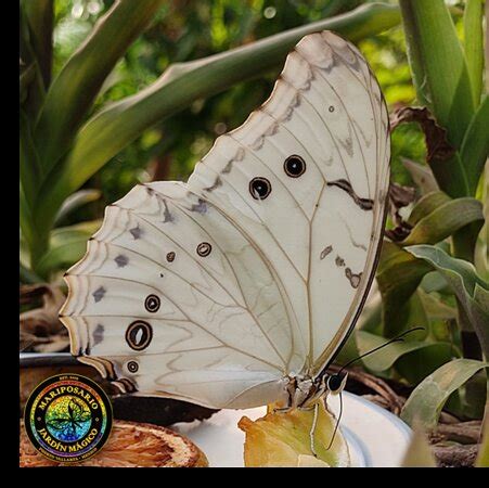Wonderful experience learning about the butterflies of Mexico. Highly ...