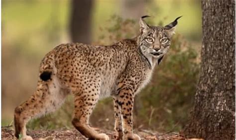Iberian Lynx (Lynx pardinus) - GS SCORE