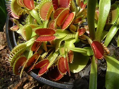 Liste des plantes disponibles, collection J. Ph. ROSELLO