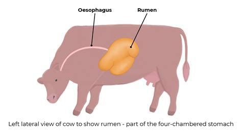 5. Digestive Systems in Farm Animals