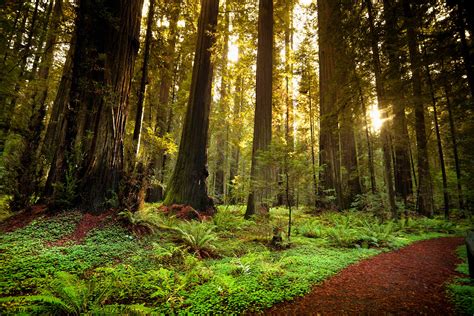 Redwood National & State Parks | Visit California