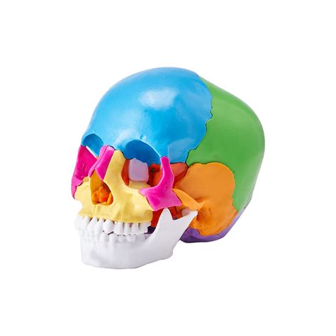 VEVOR Human Skull Model, 22 Parts Human Skull Anatomy, Life-Size Painted Anatomy Skull Model ...