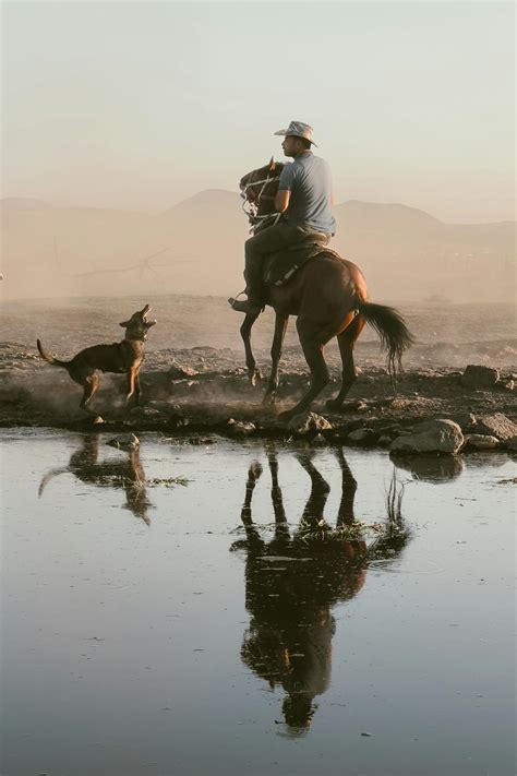 Sunlight over Cowboy and Horses Herd · Free Stock Photo