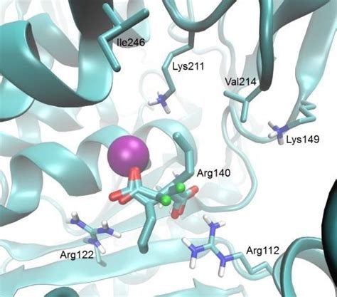Antifungal Activity of Homoaconitate and Homoisocitrate Analogs