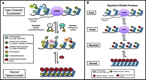 Epigenetic Modifications 的图像结果