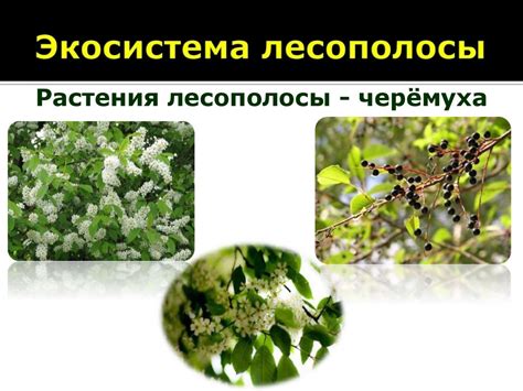 Искусственная экосистема: растительный и животный мир лесополосы ...