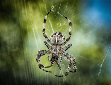 3 Interesting Facts About Spiders