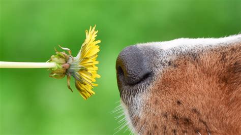 Why Is My Dog’s Nose Wet? Health & Science Explained