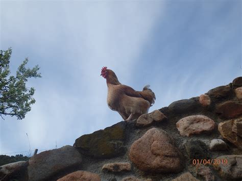 Crop size, the digestive process and what influence it may have on ...