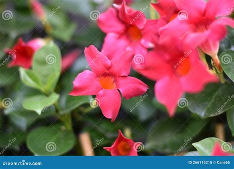 Dipladenia, Mandevilla Sanderi, Is A Annual Shrub. With Showy Pink, Red ...
