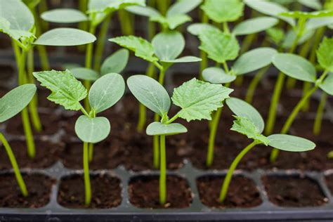 How to Plant Cucumber Seeds and Seedlings