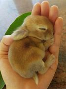 Image result for Funny Baby Bunnies