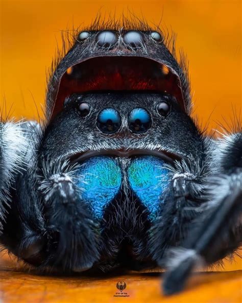 Male Phidippus Regius with Molt Helmet