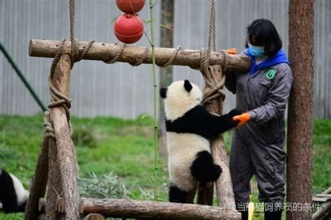 当熊猫饲养员的条件！成都熊猫饲养员招聘条件「记得收藏」 - 综合百科 - 绿润百科