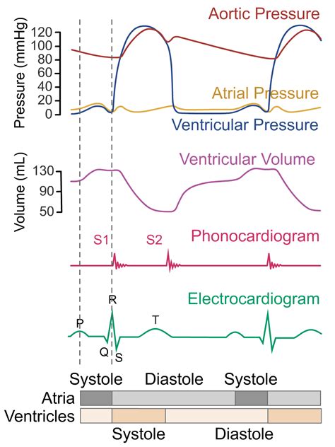 Wigger's heart diagram, Events of the Cardiac Cycle Wigger's diagram ...
