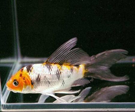 Regular koi CARP mixed colors | FRESHWATERAQUATICA