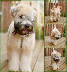 soft coated wheaten terrier haircut dog wheaten how to cut a wheaten terriers hair hairstyle gallery soft coated wheaten terrier haircut dog wheaten how to cut a wheaten terriers hair hairstyle gallery