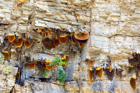 The Strange History of Wild Honey Harvested From the Cliffs of Nepal - MyStart