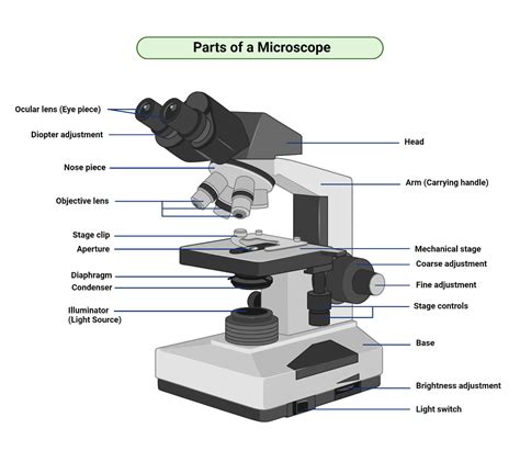 Electron Microscope Diagram Labeled