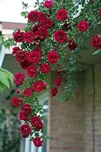Rare Grafted Dark Red Climbing Rose perinnial Flower 1 Healthy Live ...