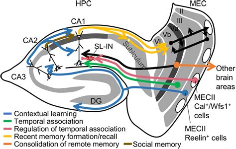 How In The Mammalian Brain, The Hippocampus Codes Episodic Memory