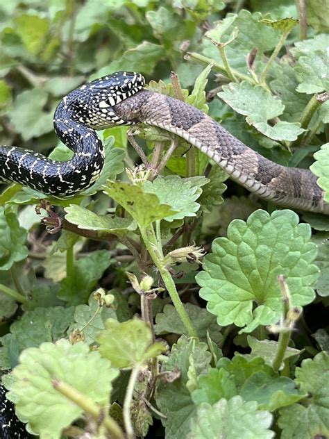 Snake Eats Snake Huge Snake Eats Another Snake That Was Attacking A