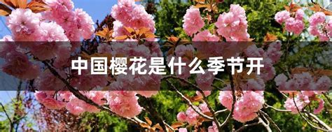 樱花花生长季节植物美丽花瓣晴天公园宏观水果植物群高清图片下载-正版图片320609579-摄图网