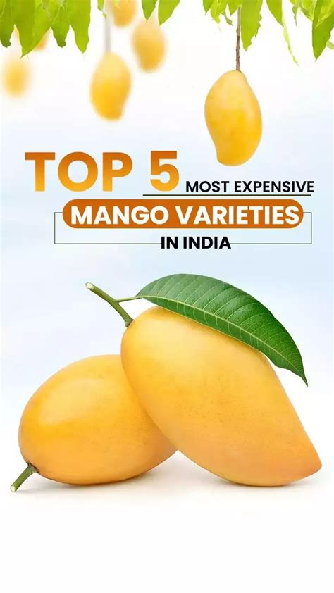 Image result for Mango Production Script Script