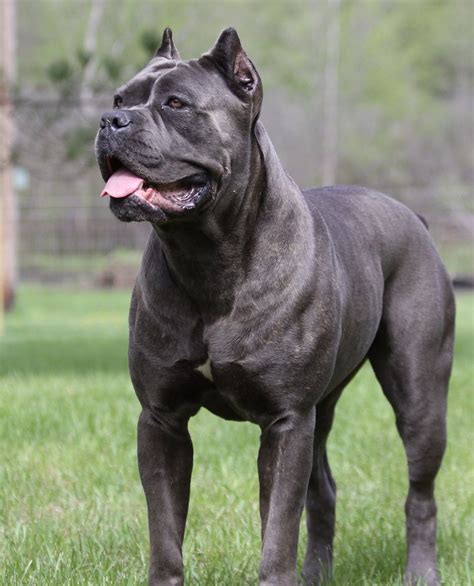 Black Pearl Cane Corso - Cane Corso breeders | Cane Corso puppies Blue ...