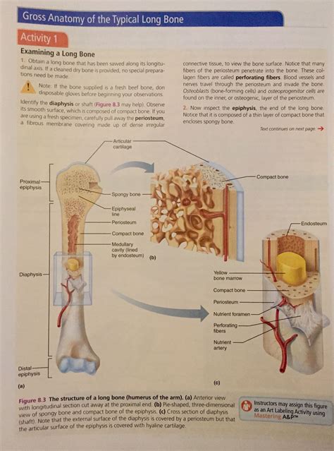 Structure Of A Typical Long Bone
