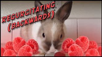 Image result for Cute Bunny Eating