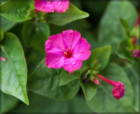 4'O Clock / Four O' Clock Pink / Magenta Flower Seeds (Mirabilis jalapa ...