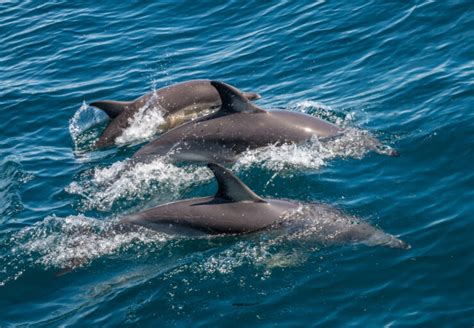 Dolphin Color 的图像结果